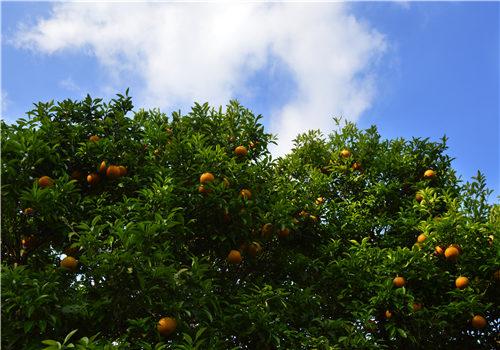 农村柑橘产业发展情况如何一起来看几个案例