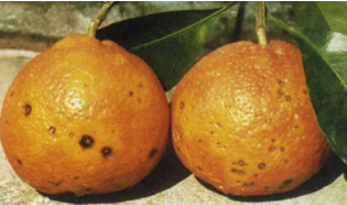 小檗碱靓果安生物农药防治柑橘黑斑病 厂家批发零售
